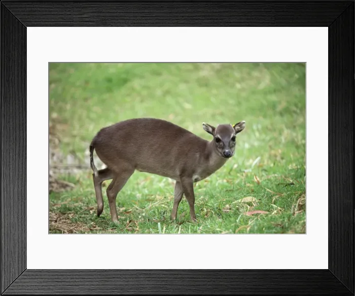 Framed Print : Maxwell's Duiker - female
