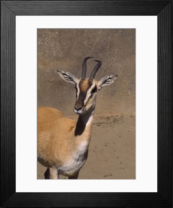 Framed Print : Soemmerring's Gazelle - close-up of head East Sudan, Ethiopia and Somalia Framed Print : Soemmerring's Gazelle - close-up of head East Sudan, Ethiopia and Somalia