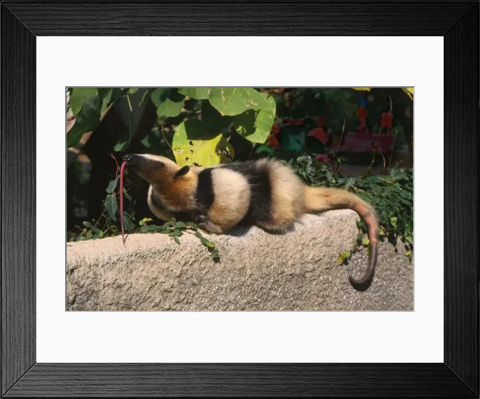 Framed Print : Lesser Anteater - with tongue extended, prehensile tail - South Mexico to North half of South America Framed Print : Lesser Anteater - with tongue extended, prehensile tail - South Mexico to North half of South America