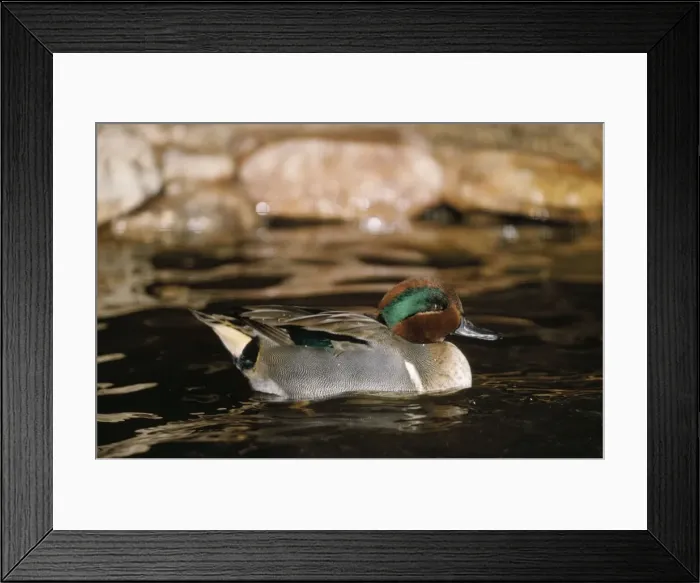 Framed Print : Green-winged Teal Duck - male Framed Print : Green-winged Teal Duck - male