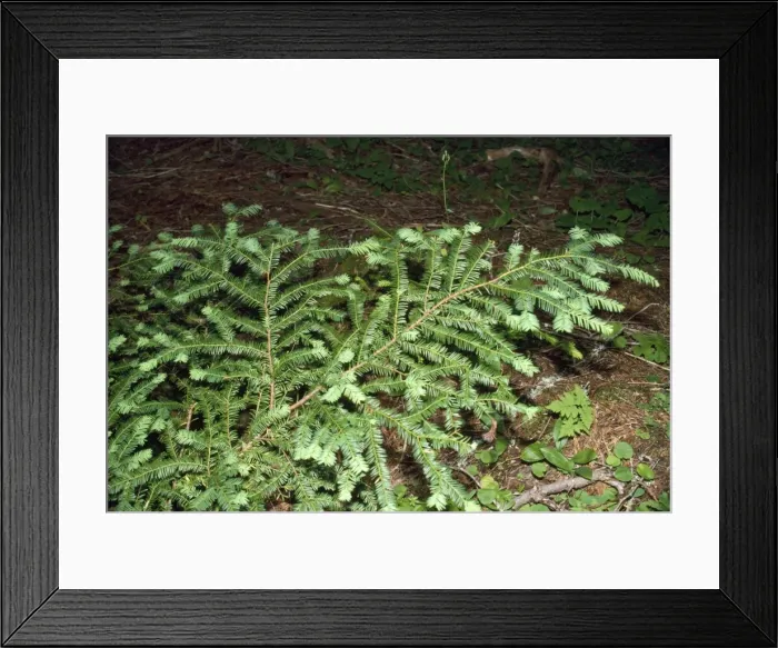 Framed Print : Pacific Yew Tree North California coast to British Columbia & Rocky Mountains. Canada & USA Framed Print : Pacific Yew Tree North California coast to British Columbia & Rocky Mountains. Canada & USA