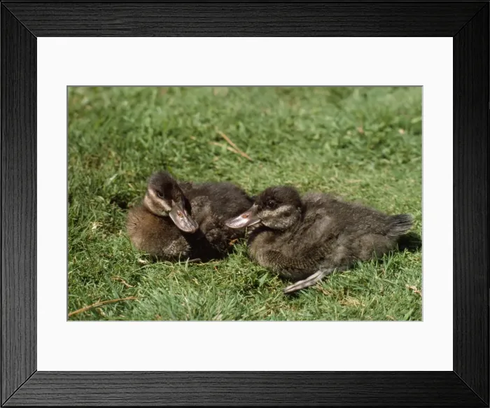 Framed Print : Ruddy Duck - ducklings