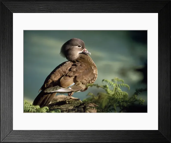 Framed Print : Mandarin Duck - female Framed Print : Mandarin Duck - female