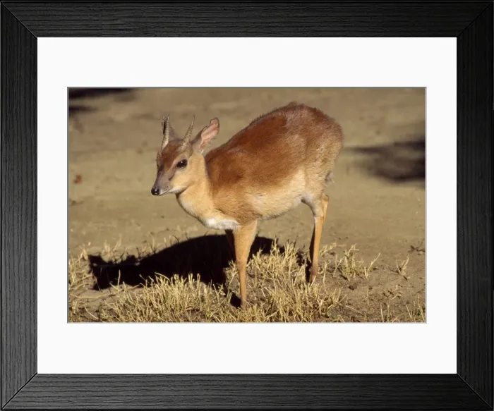 Framed Print : Sumi Antelope - male South Africa Framed Print : Sumi Antelope - male South Africa