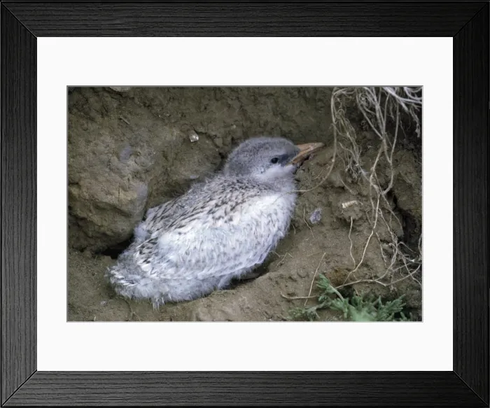 Framed Print : Caspian Tern Framed Print : Caspian Tern