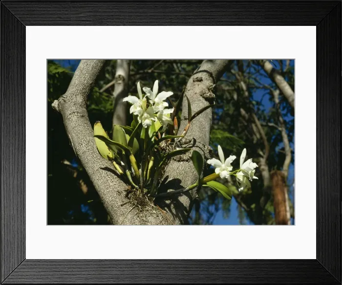 Framed Print : Epiphytic Arboreal Orchid in fork of tree Framed Print : Epiphytic Arboreal Orchid in fork of tree