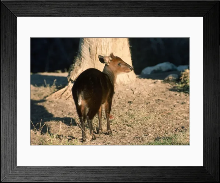 Framed Print : Black Duiker - male Framed Print : Black Duiker - male