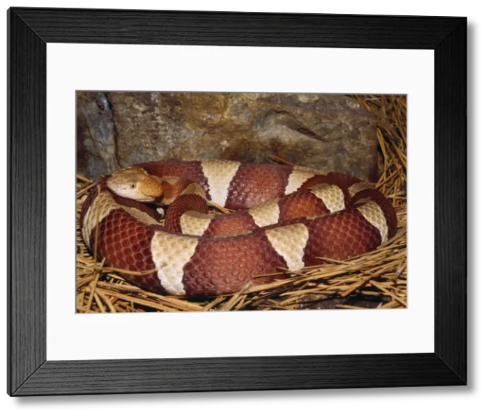 Framed Print : Broad-banded Copperhead Snake - South Central USA Framed Print : Broad-banded Copperhead Snake - South Central USA