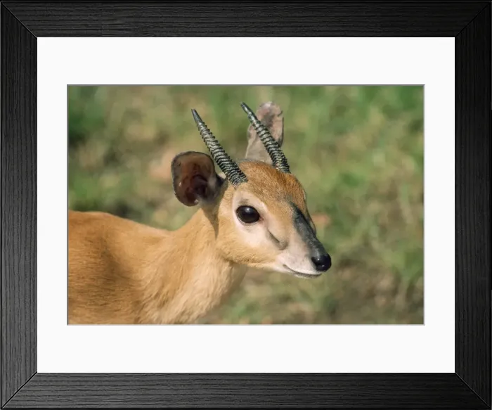 Framed Print : Zulu Suni Antelope - male Framed Print : Zulu Suni Antelope - male