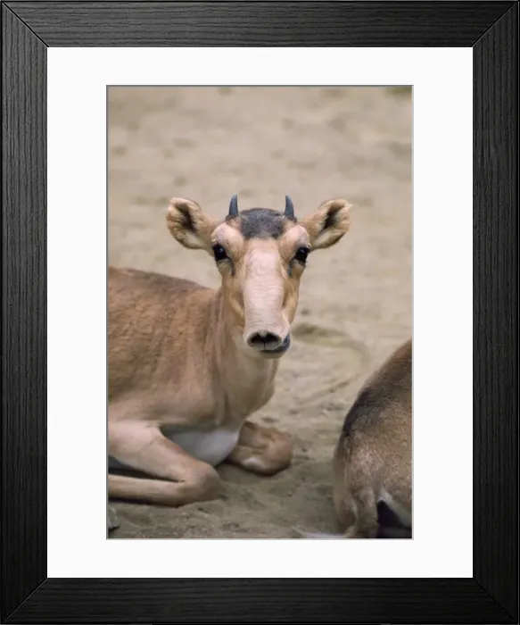 Framed Print : Russian Saiga Antelope - young male Framed Print : Russian Saiga Antelope - young male