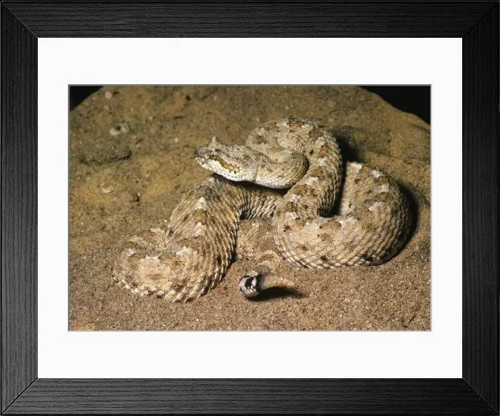 Framed Print : Sidewinder Rattlesnake Framed Print : Sidewinder Rattlesnake