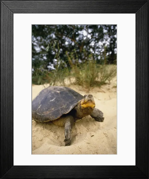 Framed Print : Side-necked Turtle Rupununi, Guyana, South America Framed Print : Side-necked Turtle Rupununi, Guyana, South America
