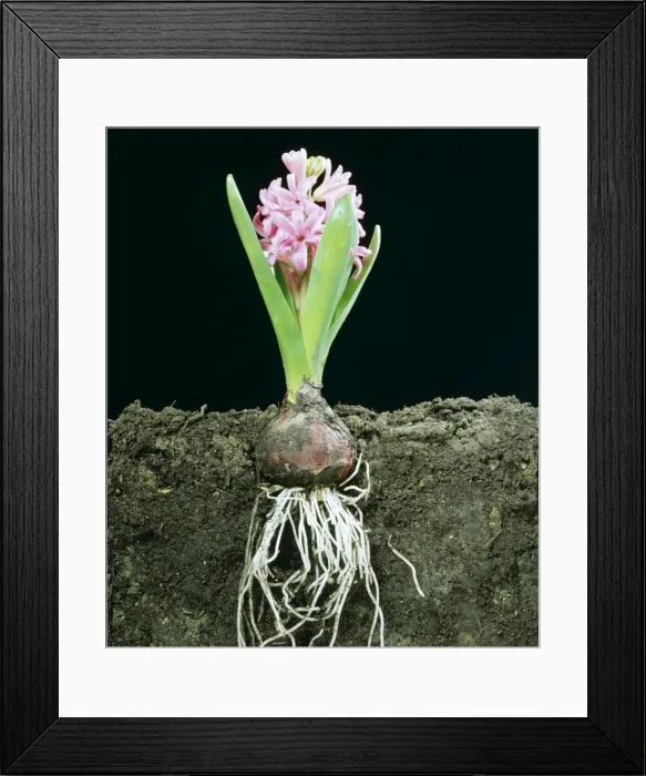 Framed Print : Hyacinth LA 102 Cross Section in earth showing roots © J. M. Labat ARDEA LONDON Framed Print : Hyacinth LA 102 Cross Section in earth showing roots © J. M. Labat ARDEA LONDON