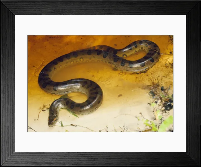 Framed Print : Anaconda Guyana, South America Framed Print : Anaconda Guyana, South America