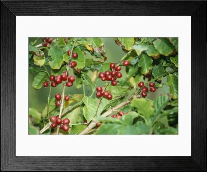 Framed Print : Coffee Plant - with berries getting ripe. Originally from Arabia Framed Print : Coffee Plant - with berries getting ripe. Originally from Arabia