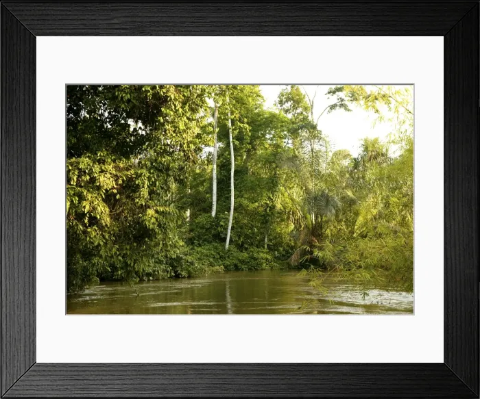 Framed Print : Riverine Forest / Rainforest Congo, Central Africa Framed Print : Riverine Forest / Rainforest Congo, Central Africa
