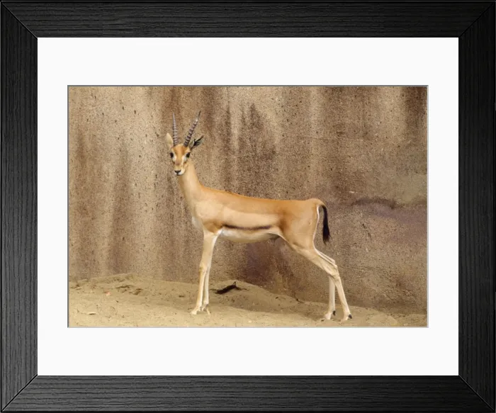 Framed Print : Red-fronted Gazelle - male Senegal to Ethiopia Framed Print : Red-fronted Gazelle - male Senegal to Ethiopia