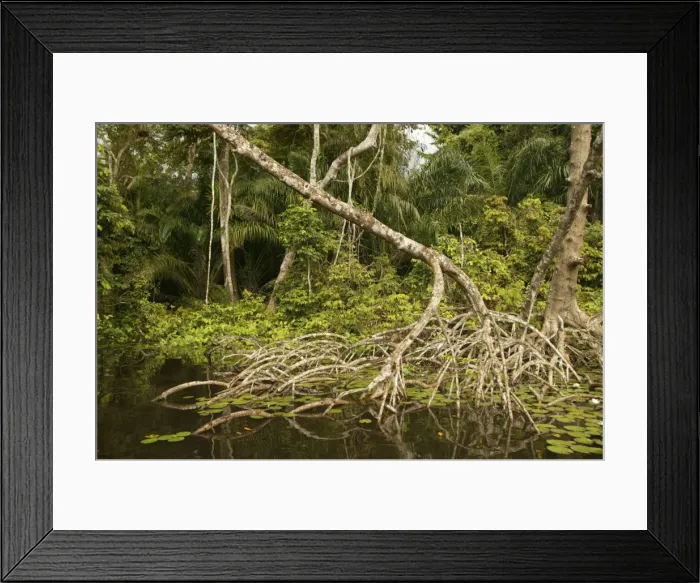 Framed Print : Mangrove Swamp / Forest Congo, Central Africa Framed Print : Mangrove Swamp / Forest Congo, Central Africa