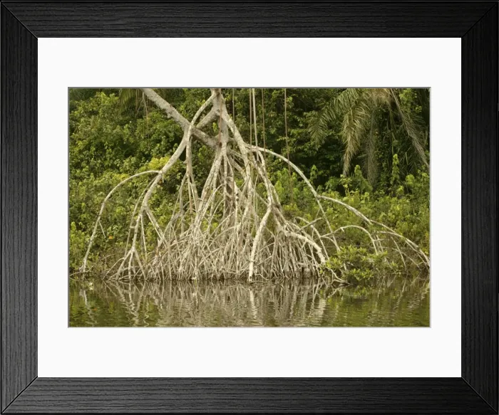 Framed Print : Mangrove Swamp / Forest Congo, Central Afria Framed Print : Mangrove Swamp / Forest Congo, Central Afria