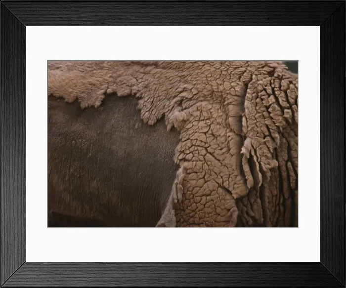 Framed Print : European Bison - shedding winter coat Framed Print : European Bison - shedding winter coat