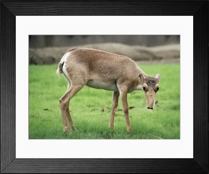 Framed Print : Russian Saiga Antelope Framed Print : Russian Saiga Antelope