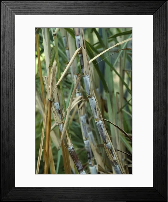 Framed Print : Sugar Cane - stalks Framed Print : Sugar Cane - stalks