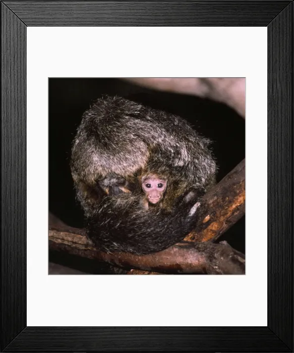 Framed Print : White-faced Saki Monkey - mother with baby peering out - South America Framed Print : White-faced Saki Monkey - mother with baby peering out - South America