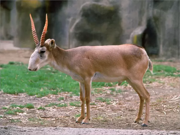 Russian Saiga Antelope