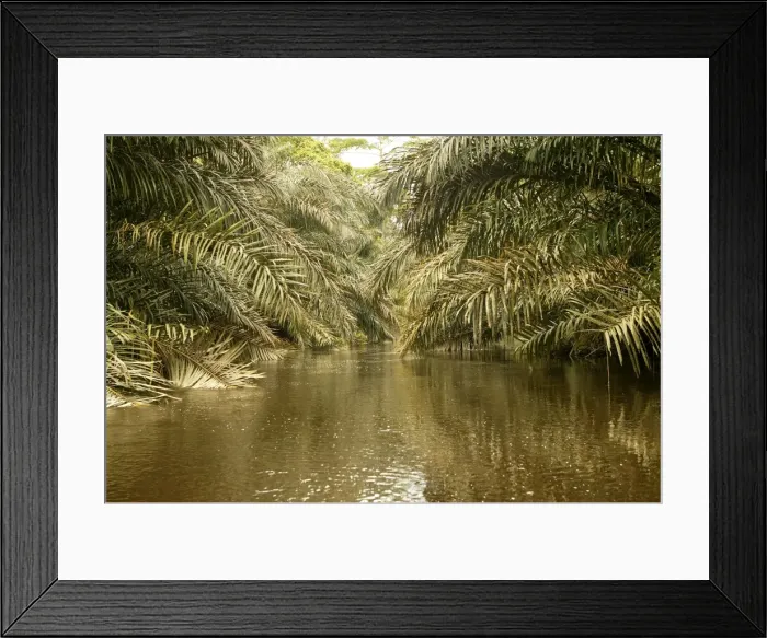 Framed Print : Riverine Forest / Rainforest Congo, Central Africa Framed Print : Riverine Forest / Rainforest Congo, Central Africa