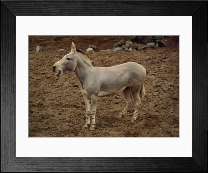 Framed Print : Somali Wils Ass - braying Framed Print : Somali Wils Ass - braying