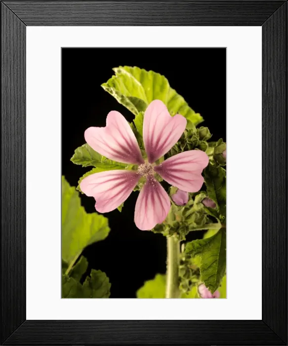 Framed Print : High / Common Mallow France Framed Print : High / Common Mallow France
