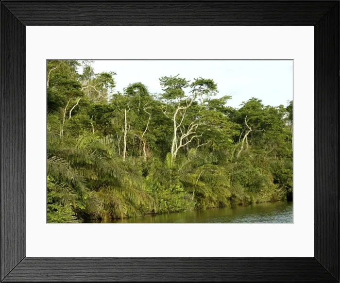 Framed Print : Riverine Forest / Rainforest Congo, Central Africa Framed Print : Riverine Forest / Rainforest Congo, Central Africa