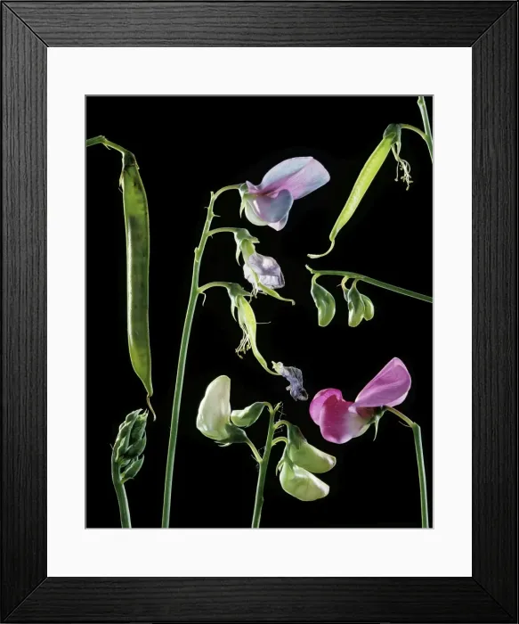 Framed Print : Sweet Pea - flowers & seeds Framed Print : Sweet Pea - flowers & seeds