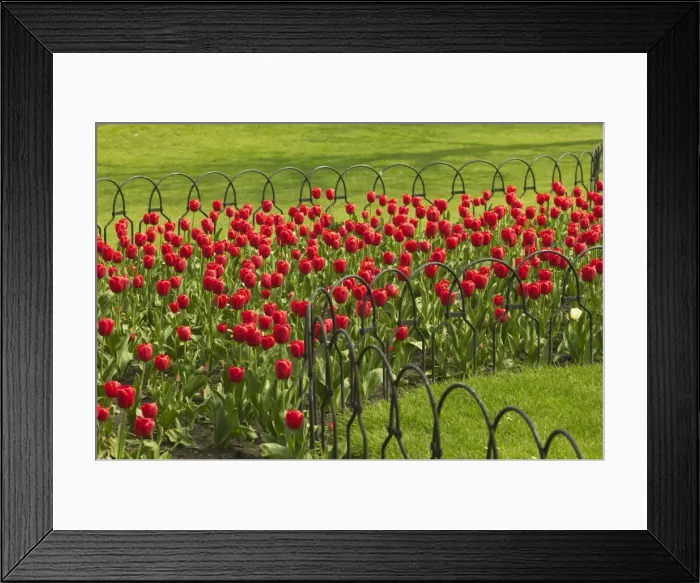 Framed Print : Red Tulips Framed Print : Red Tulips