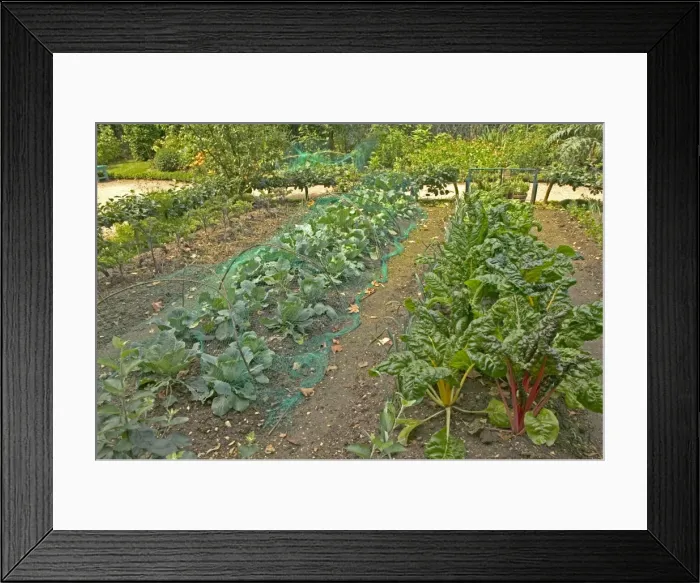 Framed Print : Vegetable Gardean - Rhubarb & Cabbage Framed Print : Vegetable Gardean - Rhubarb & Cabbage