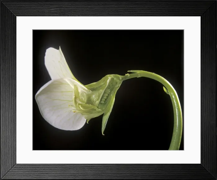 Framed Print : Pea - Petit Pois flower Framed Print : Pea - Petit Pois flower