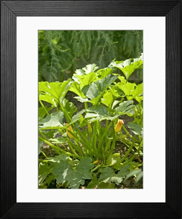 Framed Print : Courgette Plant - in flower Framed Print : Courgette Plant - in flower
