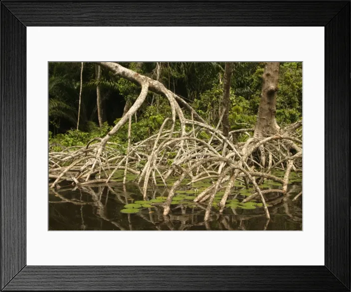 Framed Print : Tropical Forest Habitat of the Chimpanzees Concuati, Congo, Central Africa