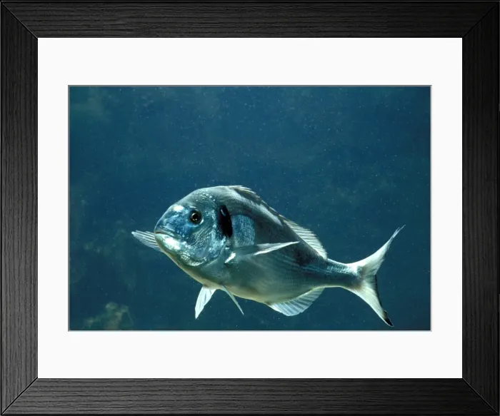 Framed Print : Gilthead Seabream / Gilthead Fish Framed Print : Gilthead Seabream / Gilthead Fish