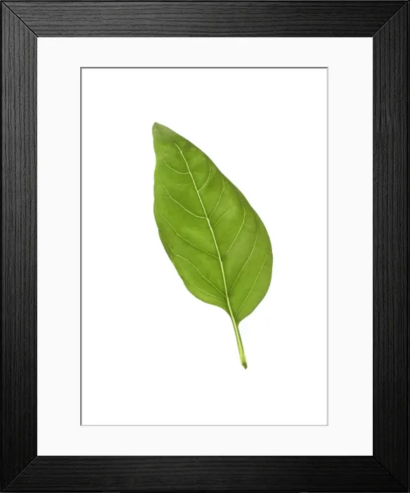 Framed Print : Basil Leaf Framed Print : Basil Leaf