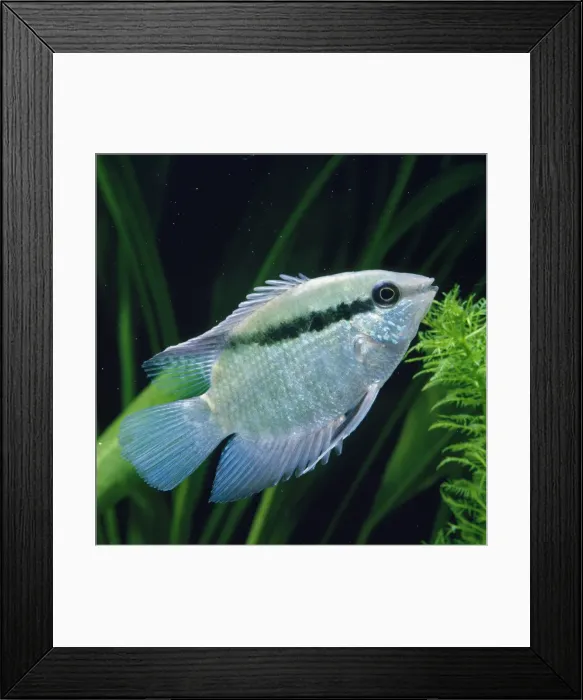 Framed Print : Flag / Festive Cichlid formerly known as: Cichlasoma festivum Famaily: Cichlidae Framed Print : Flag / Festive Cichlid formerly known as: Cichlasoma festivum Famaily: Cichlidae