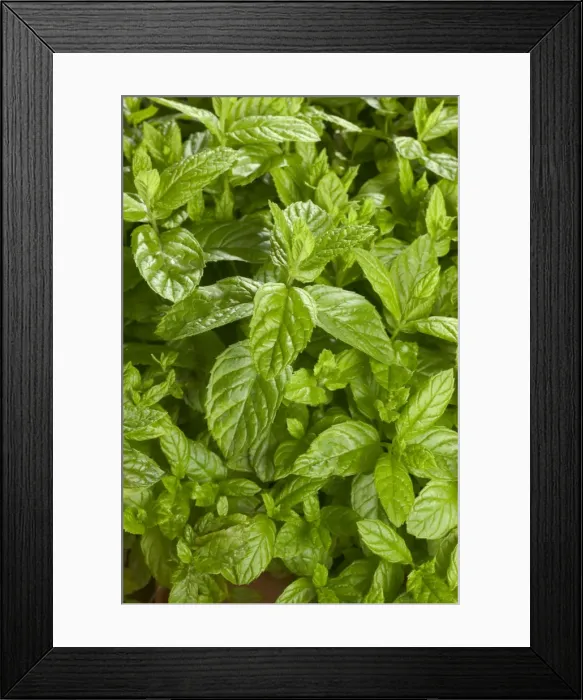 Framed Print : Mint - close-up of leaves Framed Print : Mint - close-up of leaves