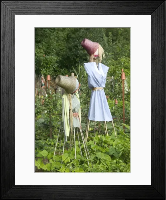 Framed Print : Scarecrows - in Allotment / Vegetable Garden / Kitchen Garden Framed Print : Scarecrows - in Allotment / Vegetable Garden / Kitchen Garden