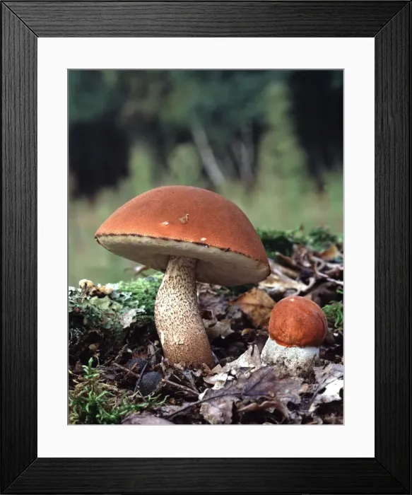 Framed Print : Orange Bolete Fungi