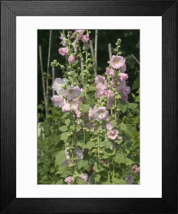 Framed Print : Hollyhocks - in garden Framed Print : Hollyhocks - in garden