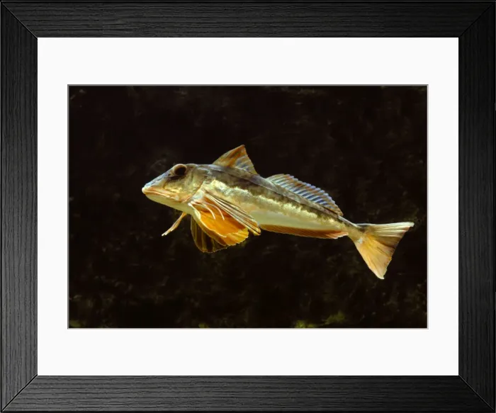 Framed Print : Fish - Gurnard Framed Print : Fish - Gurnard