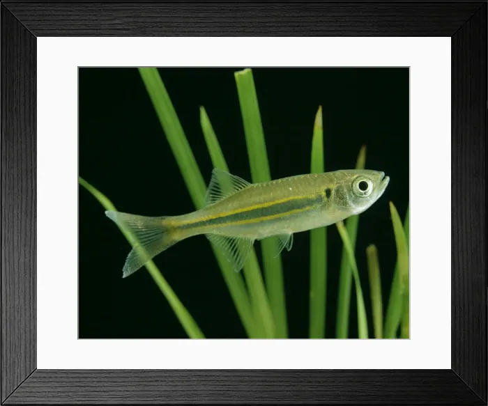 Framed Print : Giant Danio Fish