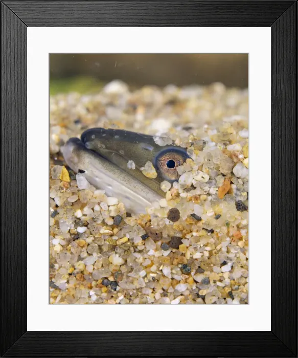 Framed Print : Eel. LA-74. Common Eel - buried, head showing Framed Print : Eel. LA-74. Common Eel - buried, head showing