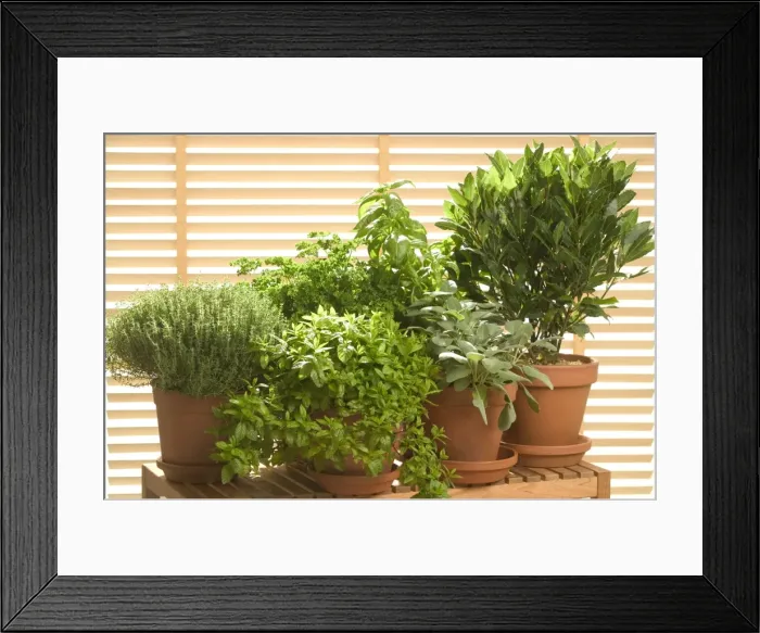 Framed Print : Herb - being grown in pots, Thyme, Basil, Parsley, Sage, Bay Leaf Framed Print : Herb - being grown in pots, Thyme, Basil, Parsley, Sage, Bay Leaf
