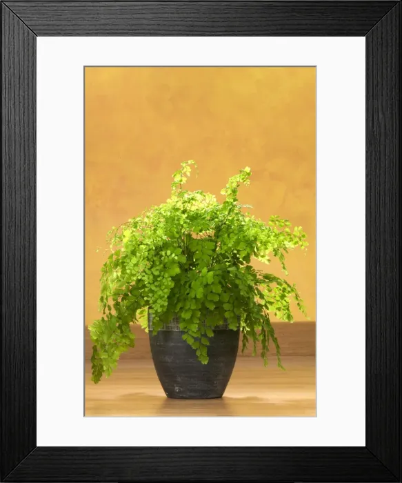 Framed Print : Maidenhair fern House plant Framed Print : Maidenhair fern House plant
